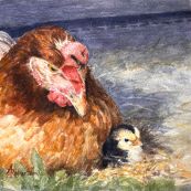 1 ~ Ann Robertson ~ Hen And Chick ~ Watercolor